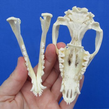 4" Opossum Skull - $38