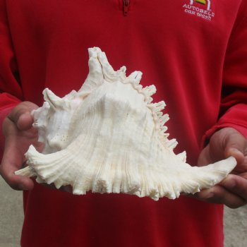 9" Murex Ramosus - $19