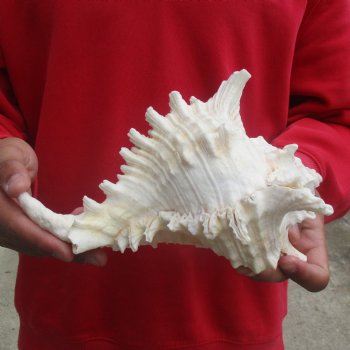 9" Murex Ramosus - $19