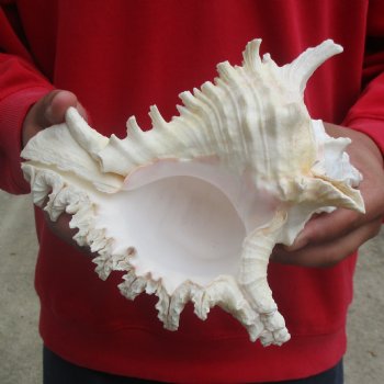 9" Murex Ramosus - $19