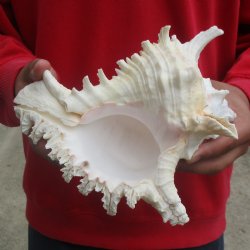 9" Murex Ramos...