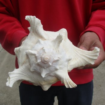 9" Murex Ramosus - $19