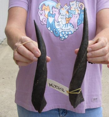 Buy this 2 piece lot of Bushbuck horns 11-13 inches for $30