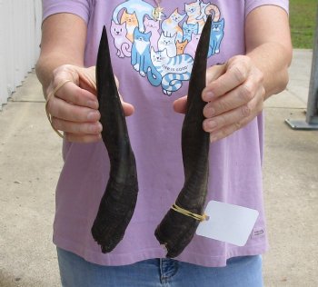 Buy this 2 piece lot of Bushbuck horns 11-13 inches for $30