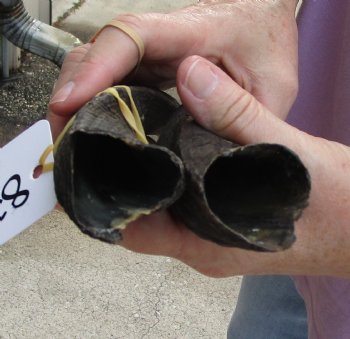 Buy this 2 piece lot of Bushbuck horns 11-13 inches for $30