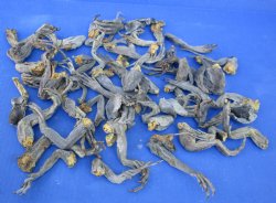 50 Preserved North American Iguana legs Up to 6 inches long for <font color=red>Special Price </font>$25/lot