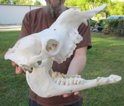 18" Camel Skull available For Sale for $125