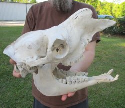 15" C-Grade Camel Skull - Buy Now this discounted skull for $65