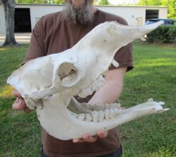 16" C-Grade Camel Skull - Buy Now this discounted skull for $75