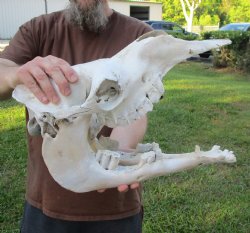 17" C-Grade Camel Skull - Buy Now this discounted skull for $75
