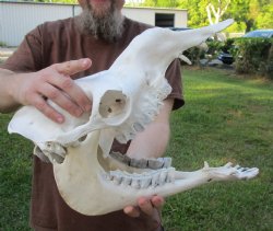 Buy this 16" Camel Skull available for $125