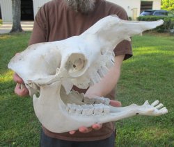 This is a 15" Camel Skull available for sale for $125