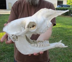 16" C-Grade Camel Skull - Buy Now this discounted skull for $65