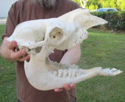Craft Grade Camel Skull 15 inches for $55