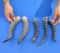 5 pc lot of B-Grade Blesbok horns 10 to 14 inches for $20/lot