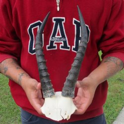 B-Grade Blesbok Skull Plate with 13" Horns - $20