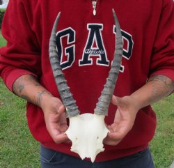 B-Grade Blesbok Skull Plate with 11" Horns - $20