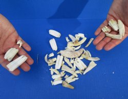 Bag of 50 Teeth from Assorted Animals, 1/2" to 3" - $25