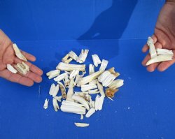 Bag of 50 Teeth from Assorted Animals, 1/2" to 3" - $25
