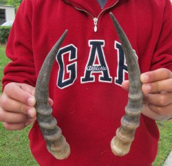 For Sale 10-1/4 inch Matching Pair of male Blesbok horns - $29/pair