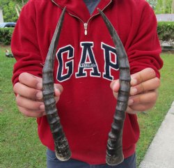 For Sale 13 inch Matching Pair of male Blesbok horns - $29/pair
