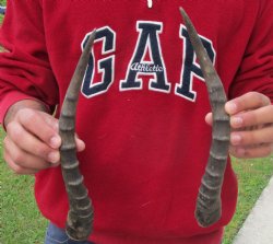 For Sale 12 inch Matching Pair of male Blesbok horns - $29/pair