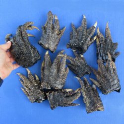 10 Preserved Alligator Feet, 4" to 5" - $30