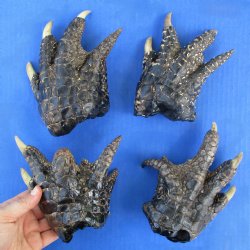 4 Preserved Alligator Feet, 5-1/2" to 5-3/4" - <font color=red>Special Price $20</font>