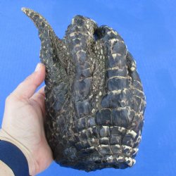 8" Preserved Alligator Foot - <font color=red>Special Price $15</font>
