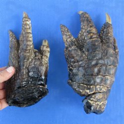 7" & 7" Preserved Alligator Feet - <font color=red>Special Price $30</font>