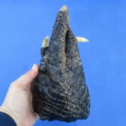 8-3/4" Preserved Alligator Foot - <font color=red>Special Price $15</font>