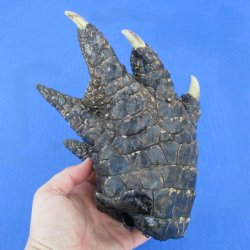 7" Preserved Alligator Foot - <font color=red>Special Price $15</font>