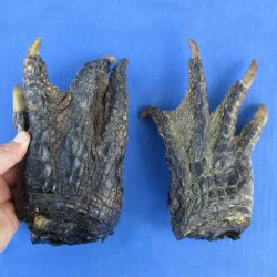 7-1/2" & 7-1/2" Preserved Alligator Feet - <font color=red>Special Price $30</font>