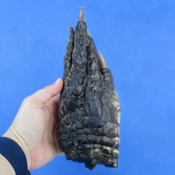 9-1/4" Preserved Alligator Foot - <font color=red>Special Price $20</font>