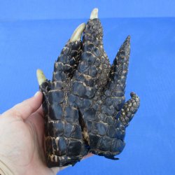 7-1/2" Preserved Alligator Foot - <font color=red>Special Price $15</font>