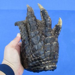 8-1/4" Preserved Alligator Foot - <font color=red>Special Price $15</font>