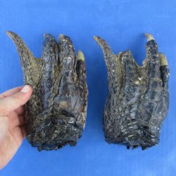 6-1/2" & 6-1/2" Preserved Alligator Feet - <font color=red>Special Price $20</font>