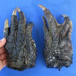7" & 7" Preserved Alligator Feet - <font color=red>Special Price $30</font>