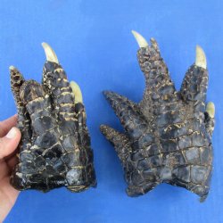 6" & 6-1/2" Preserved Alligator Feet - <font color=red>Special Price $20</font>