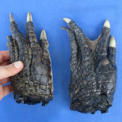 6-3/4" & 6-3/4" Preserved Alligator Feet - <font color=red>Special Price $20</font>