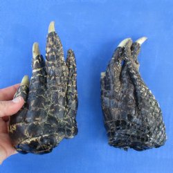 6" & 6-1/2" Preserved Alligator Feet - <font color=red>Special Price $20</font>