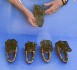 5 pc lot of 6 inch Alligator Heads, available for sale $49/lot