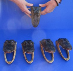 5 pc lot of 6 inch Alligator Heads, available for sale $49/lot