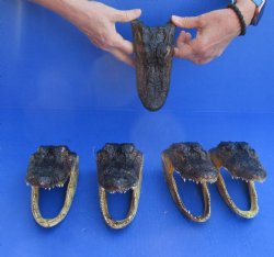 5 pc lot of 6 inch Alligator Heads, available for sale $49/lot