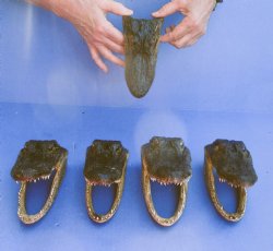 5 pc lot of 6 inch Alligator Heads, available for sale $49/lot