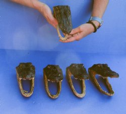 5 pc lot of 6 inch Alligator Heads, available for sale $49/lot