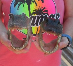 2 pc lot of 7 inch Alligator Heads, available for sale $25/lot