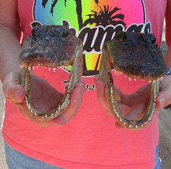 2 pc lot of 7 inch Alligator Heads, available for sale $25/lot