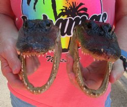 2 pc lot of 7 inch Alligator Heads, available for sale $25/lot