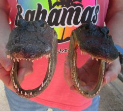 2 pc lot of 7 inch Alligator Heads, available for sale $25/lot